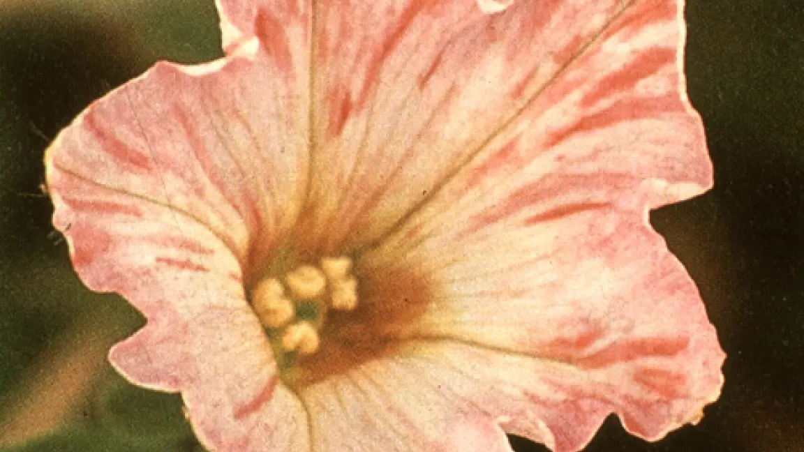 Die lachsrosa Petunie, das Ergebnis einer gentechnischen Veränderung.
Quelle: Max-Planck-Institut für Züchtungsforschung, Köln.