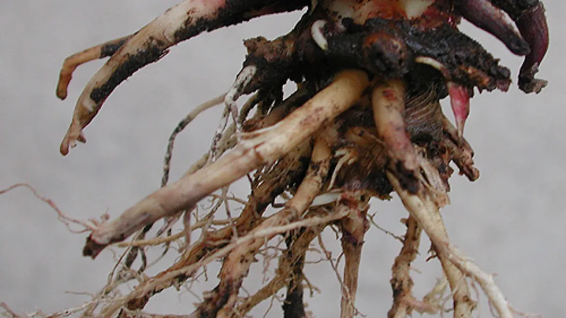 Die Larven des Maiswurzelbohrers verursachen die größten Schäden. Sie zerstören die Wurzel, so dass die betroffenen Maispflanzen umfallen.
Quelle: Biosicherheit / Mihaly Czepo