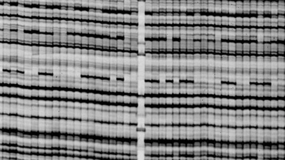 Die nach einer Elektrophorese entstehenden Bandenmuster sind ebenso einzigartig wie ein menschlicher Fingerabdruck.
Quelle: Bayerische Landesanstalt für Landwirtschaft