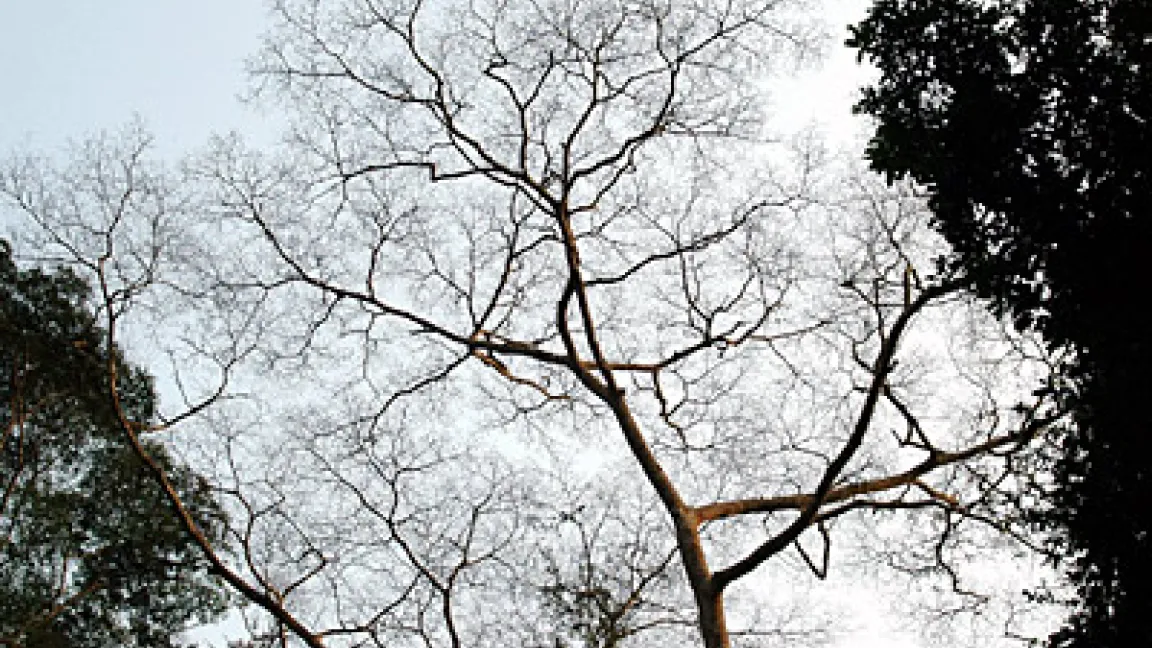 Die Raupen fressen vorzugsweise die Blätter von Dahoma-Bäumen, um sich anschließend an deren Fuß zu verpuppen.
Quelle: www.diakonie-katastrophenhilfe.de