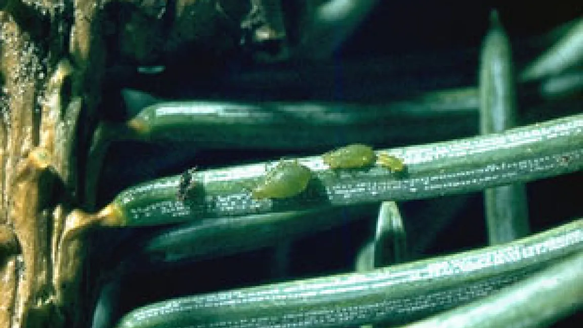 Die Sitkafichtenlaus (Liosomaphis abietinum) wurde nach Deutschland eingeschleppt und verursacht seit Mitte der 1960er Jahre regelmäßig hohe Schäden.
Quelle: Pflanzenschutzamt Berlin