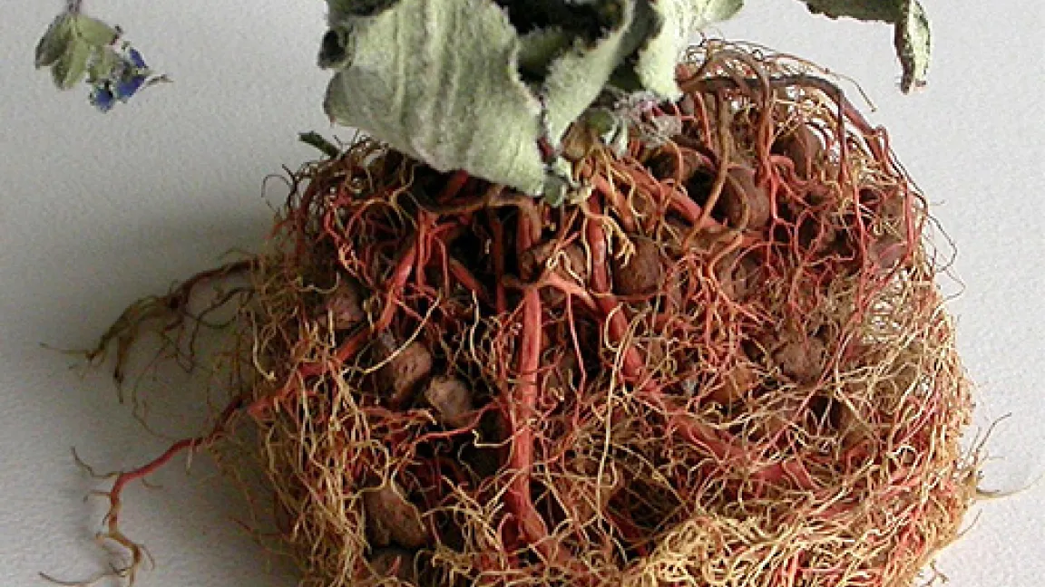 Die so genannte Wiederauferstehungspflanze kann mehrere Tage ohne Wasser überleben.
Quelle: IMBIO, Uni Bonn