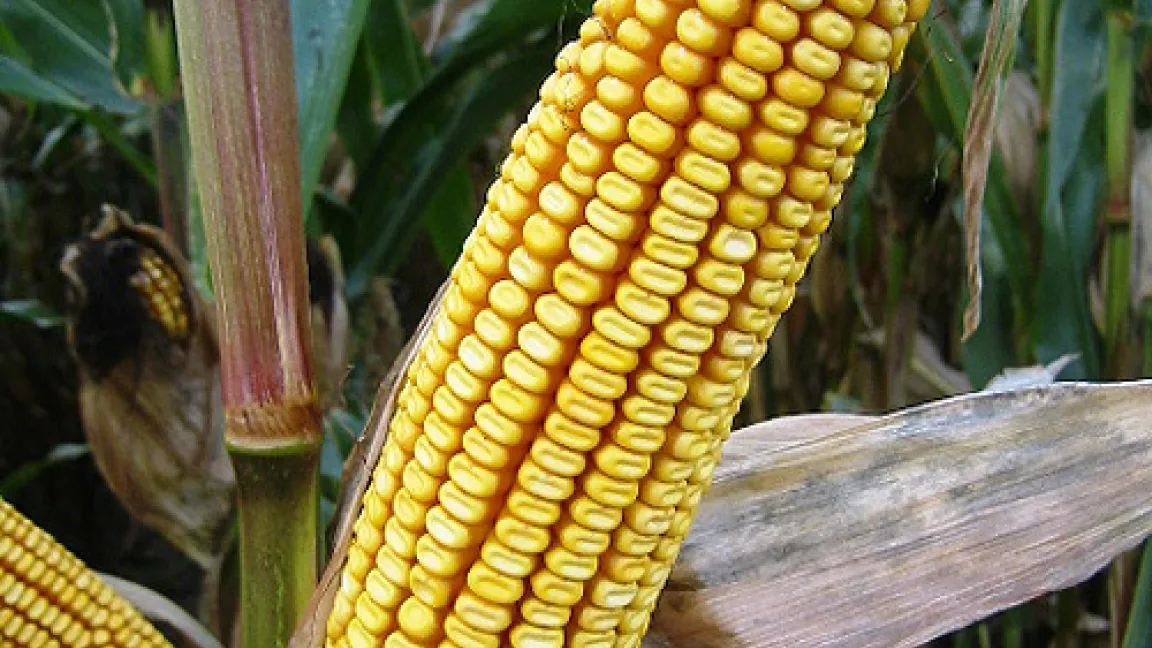 Die Subtropenpflanze Mais bringt auch in unserem gemäßigten Klima enorme Leistungen.
	Quelle: Wiedenau