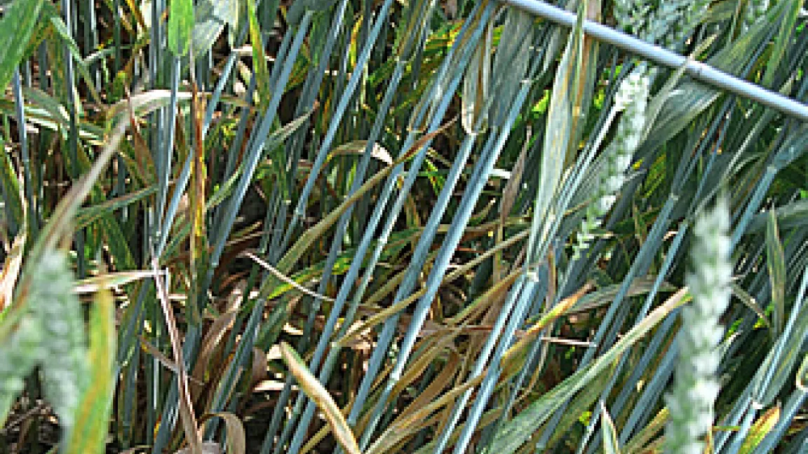 Die Symptome der Blattdürre sind an den unteren Halmen gut zu erkennen.
	Quelle: Syngenta