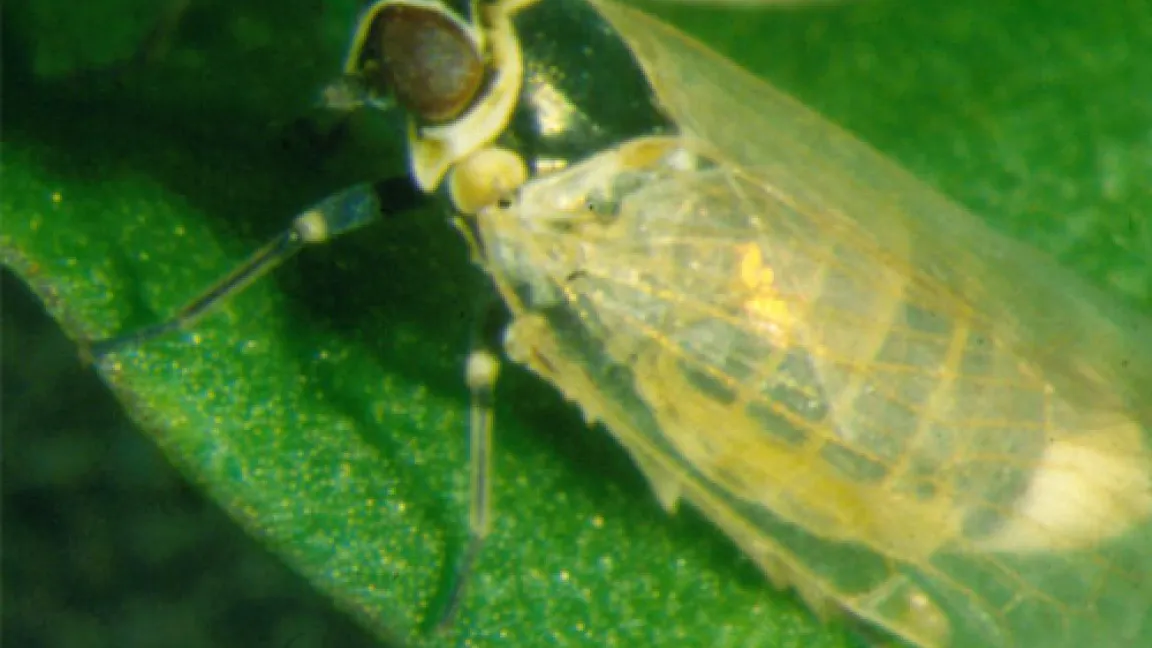 Die Überträgerin der Krankheit an Reben: die 5 mm große Winden-Glasflügelzikade.
	Quelle: Maixner/BBA Bernkastel-Kues