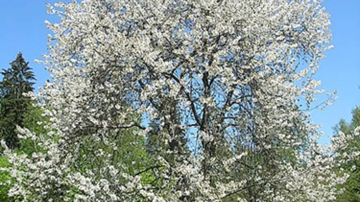 Die Vogel-Kirsche (Prunus avium) kann bis zu 30 Meter hoch werden.
Quelle: Konrad Lackerbeck
