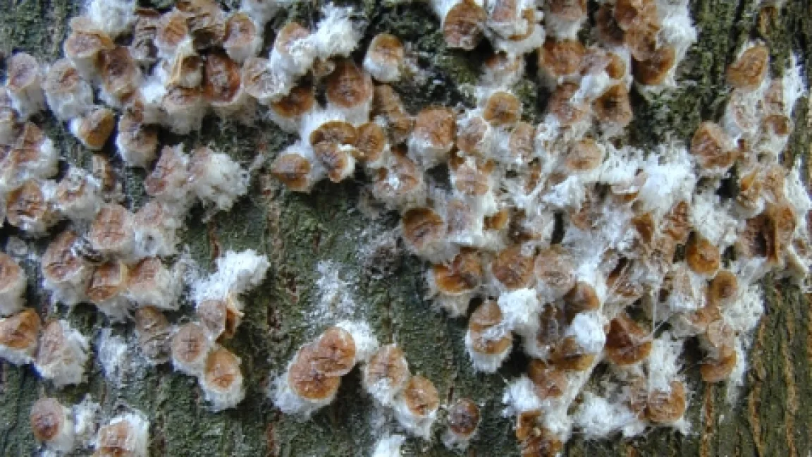 Die Weibchen verdecken und schützen mit ihrem toten Körper die von Wachswolle umhüllten Eigelege.
Quelle: Thomas Schröder, JKI