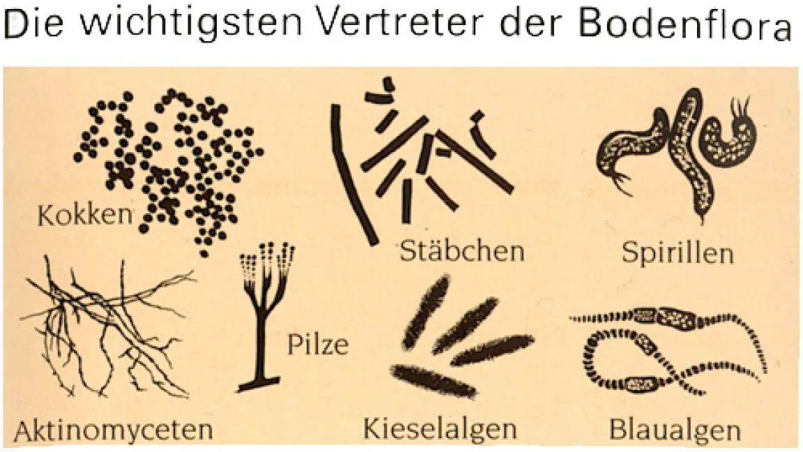 Die wichtigsten Vertreter der Bodenflora. Quelle: IVA
