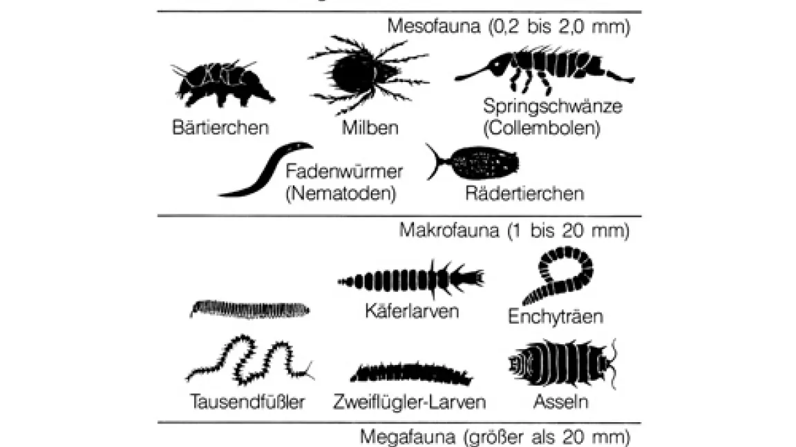 Die wichtigsten Vertreter der Bodenfauna. quelle: IVA