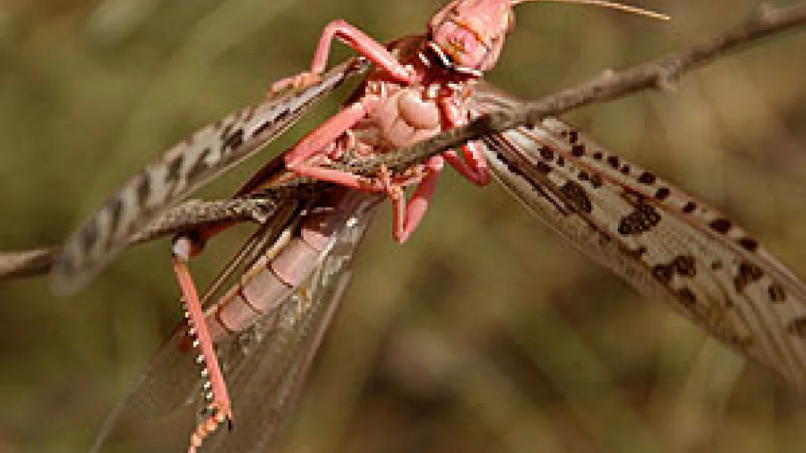 Die Wüstenheuschrecke konsumiert täglich eine Pflanzenmenge, die ihrem eigenen Körpergewicht entspricht.
	Quelle: FAO/Diana Giampiero