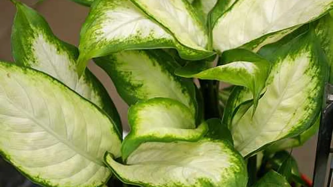 Dieffenbachia
Quelle: Helge Masch, Bot. Sondergarten