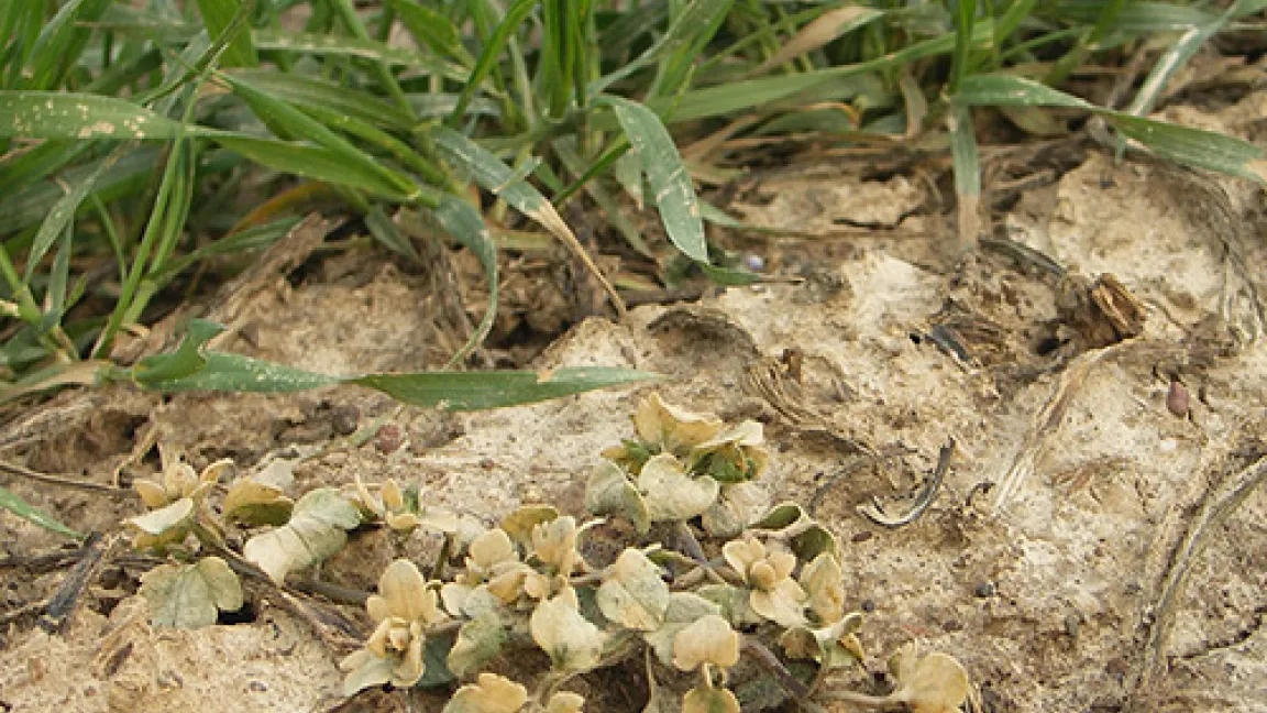 Bei trockener Herbstwitterung lassen sich die Äcker sehr gut mit Traktor und Spritze befahren. Es entstehen keine tiefen Spuren.
	Quelle: Wiedenau