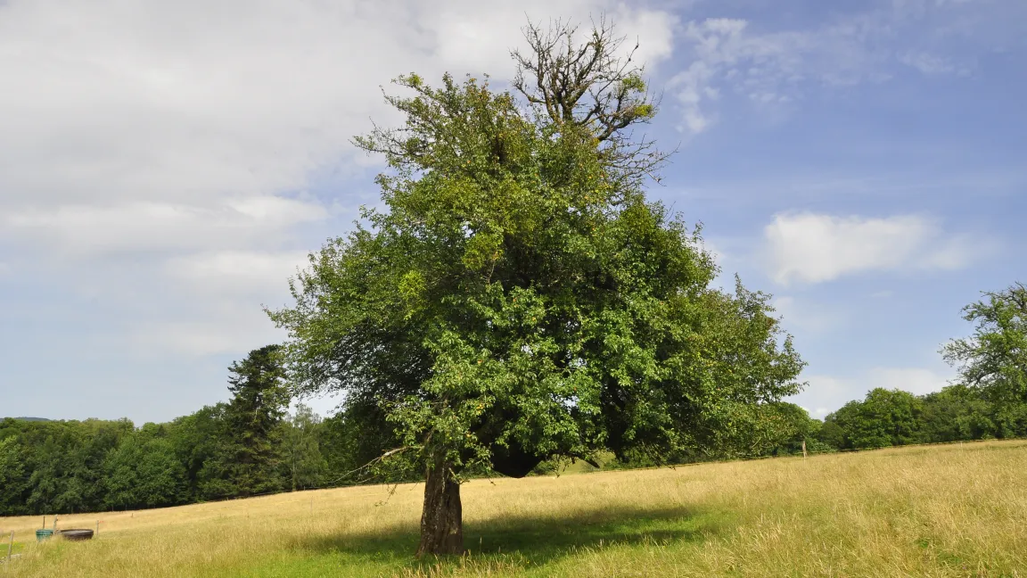 Vom Baum des Jahres 2013 - dem Wildapfel - gibt es nur ca. 5 500 Exemplare. Foto: F. Brunner