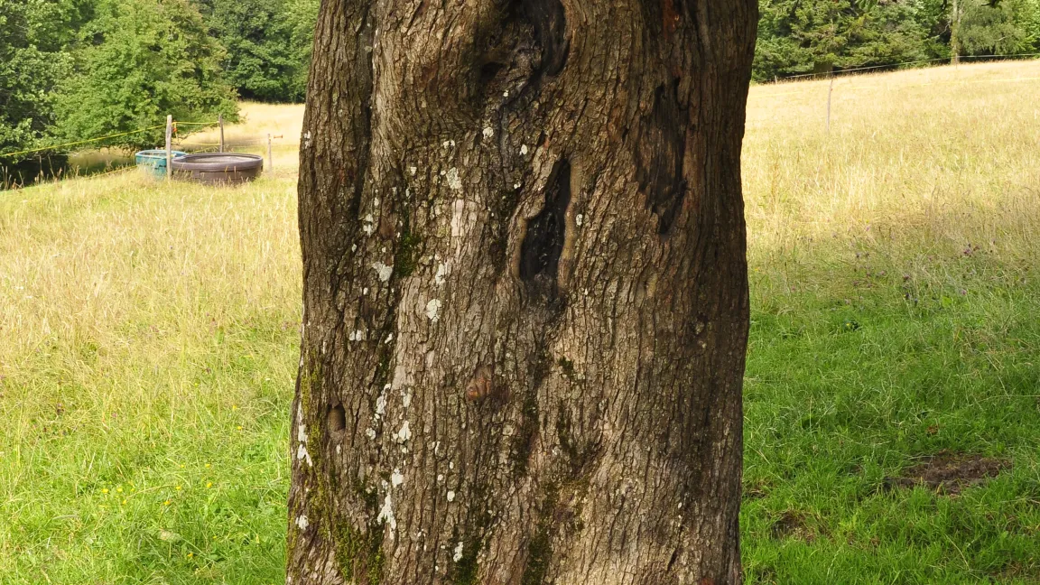 Die zerfurchte Rinde des Holzapfelbaums. Foto: F. Brunner