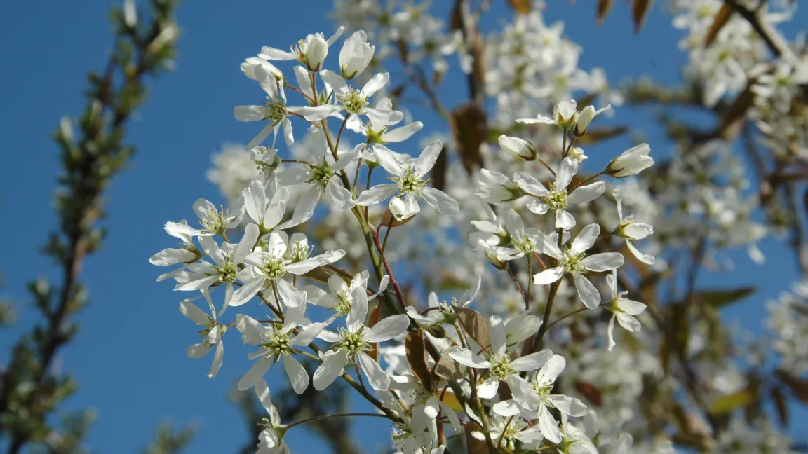 Die Pflanzenwelt ist unerschöpflich. Sie reicht von der Felsenbirne...... Foto: Angelika Sontheimer