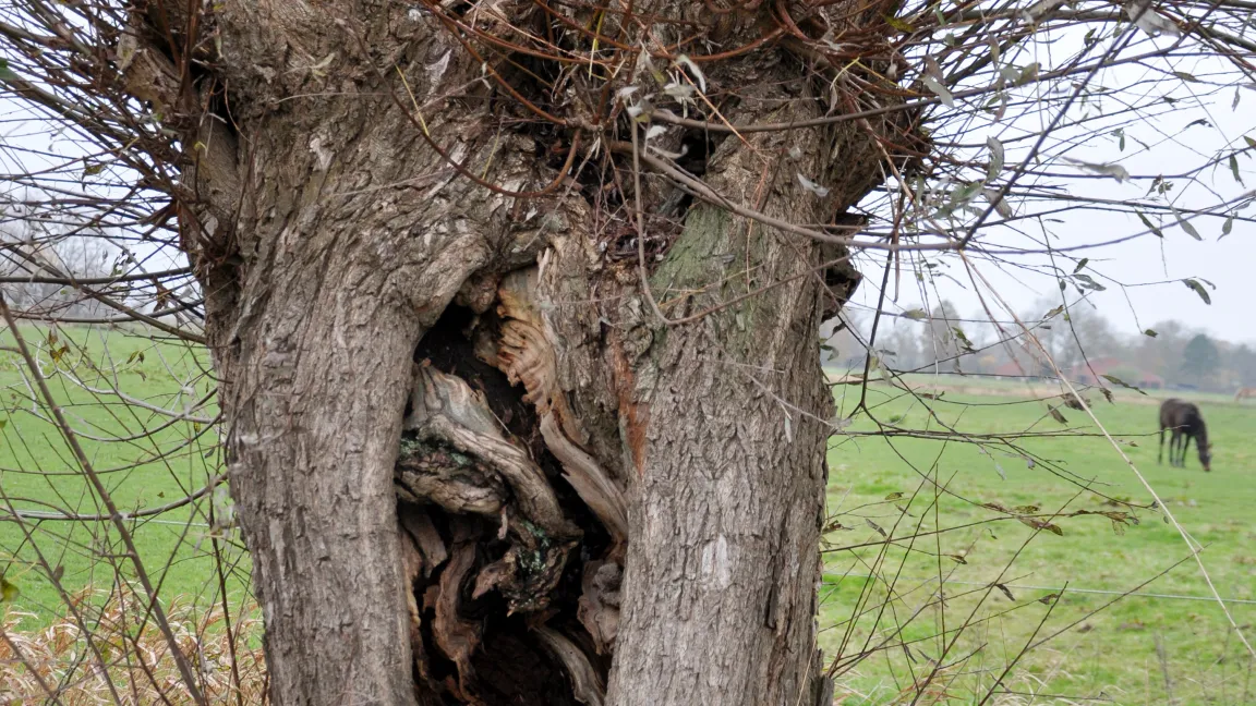 Die Höhlen in alten Bäumen dienen auch Fledermäusen als Unterschlupf. Foto: Karin Peters