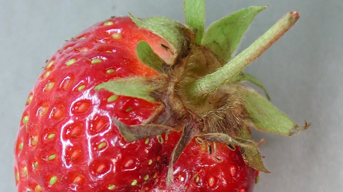 Befallene Kelchblätter. Foto: Esther Moltmann, LTZ Augustenberg