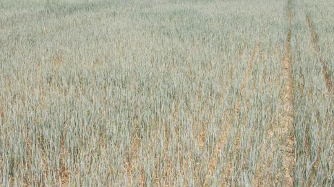 Statt 500 oder 600 Ähren pro Quadratmeter wachsen bei Trockenheit oft nur 100 oder 200. Foto: Matthias Wiedenau