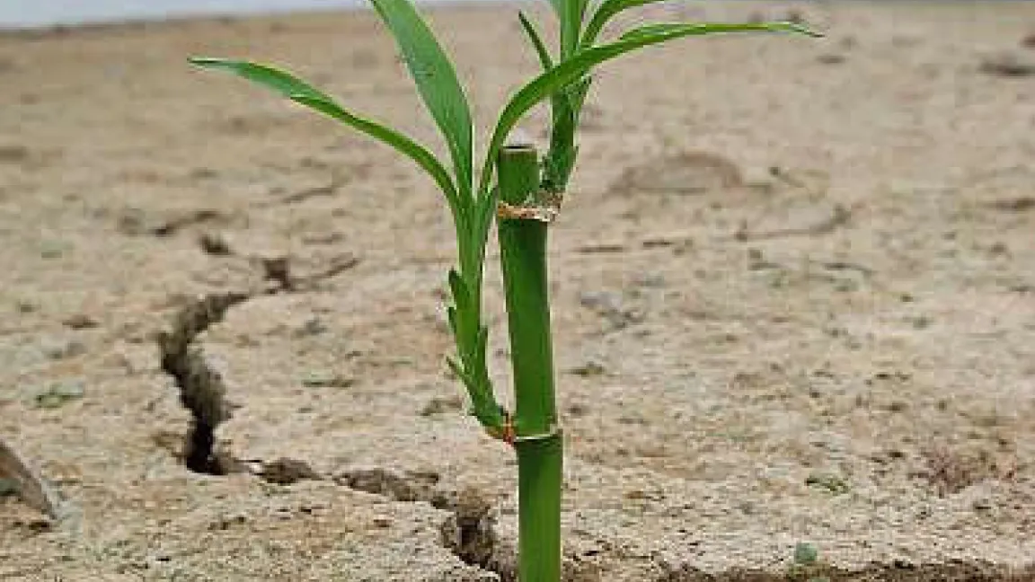 Dürren verursachen weltweit große Ernteverluste.
Quelle: dpa