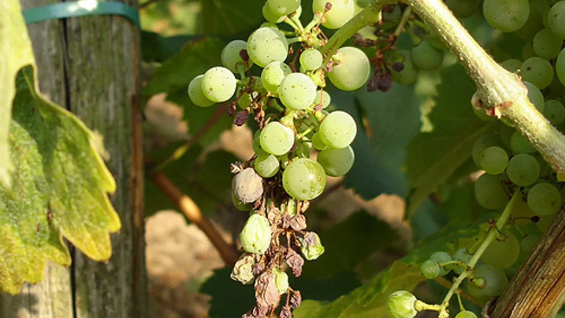 Durch die Schwarzholzkrankheit geschädigte Rieslingtrauben.
Quelle: Dr. Michael Maixner, JKI Bernkastel-Kues
