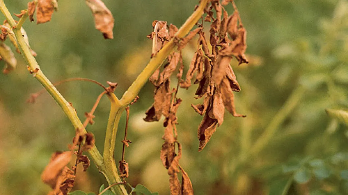 Durch Phytophthora infestans, den Erreger der Kraut- und Knollenfäule an Kartoffeln wurde Mitte des 19. Jahrhunderts eine Hungersnot in Irland ausgelöst.
Quelle: Bayer CropScience