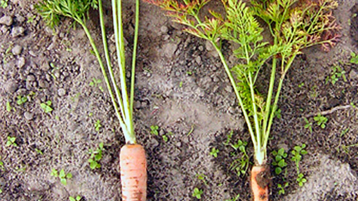 Durch Viren beeinträchtigte Möhre (rechts).
Quelle: H.Josef Vetten, BBA