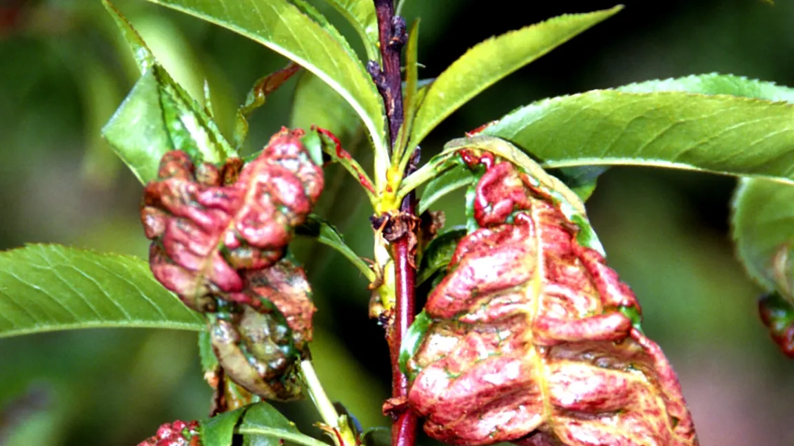 Durch die Kräuselkrankheit des Pfirsichs verursachte Blattgallen. Foto: Klaus Margraf