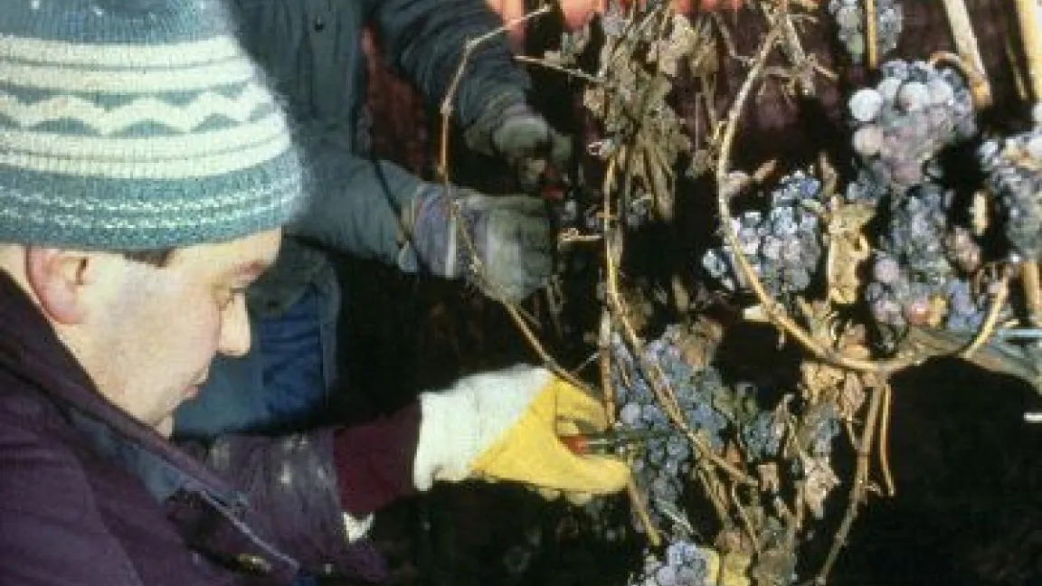 Foto: deutscheweine.de/DWI