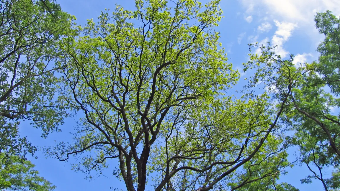 Die Kronenverlichtung zeigt an, dass der Wald nicht gesund ist. Foto: Pflanzenschutzamt Berlin