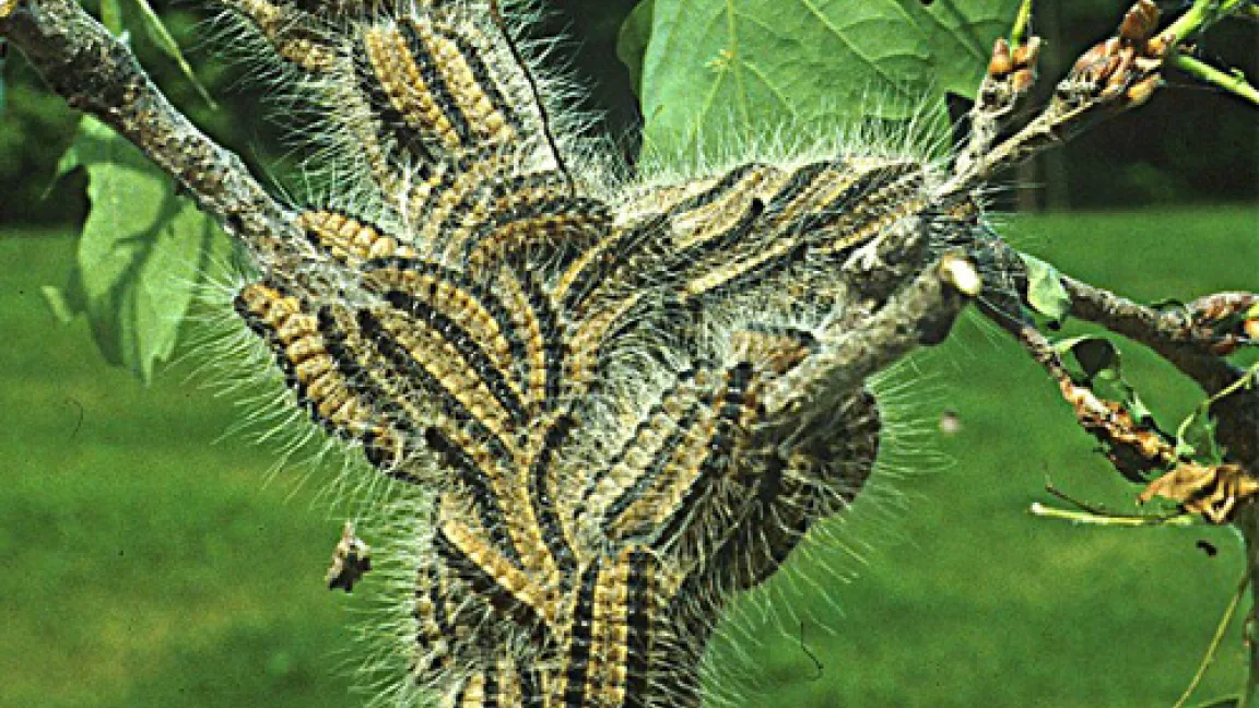 Die Eichenprozessionsspinner sind wieder da! Die Begegnung kann gesundheitsschädlich sein.
Quelle: BBA