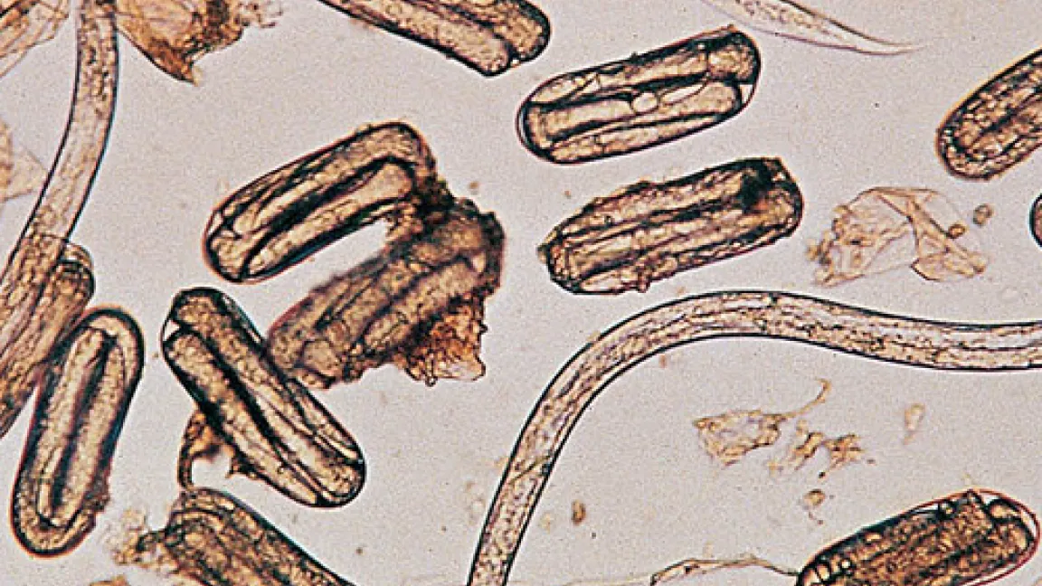 Eier und Larven vom Getreidezystenälchen.
	Quelle: Bayer CropScience