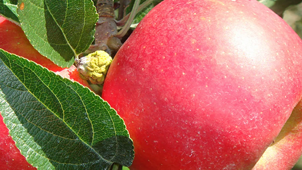 Eigentlich ist Elstar eine Herbstsorte und wird erst im September geerntet. Aber dieses Jahr sind viele Äpfel schon im August leuchtend rot und pflückreif. Quelle: Dr. Seuser