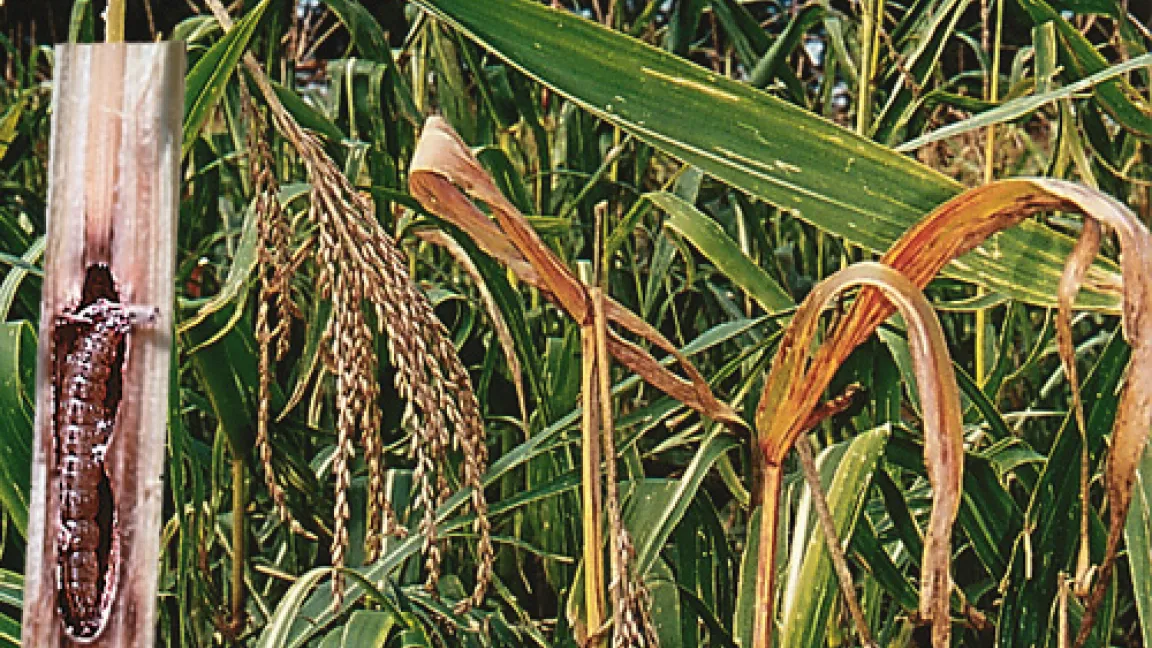 Ein Befall mit dem Maiszünsler führt zu abgeknickten Maisrispen
Quelle: Syngenta