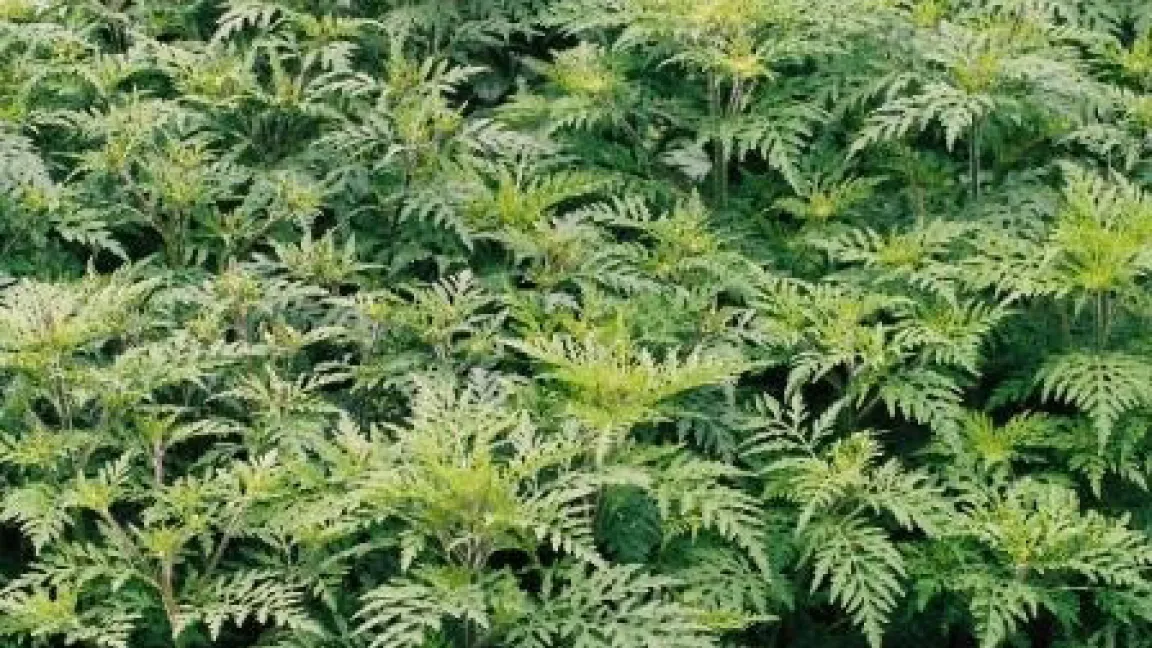 Ein Bestand, der sich hervorragend entwickeln konnte, hier vor der Blüte.
Quelle: BBA