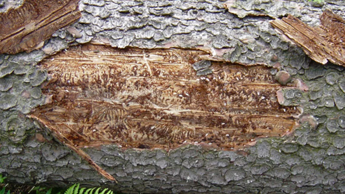 Ein Fichtenstamm, auf dem der Buchdrucker einen besonders guten Bruterfolg hatte. Aus einem derart intensiv besiedelten Stamm gehen bis zu 100 000 Jungkäfer hervor.
Quelle: Dr. Michael Habermann, NW-FVA, Abt. Waldschutz