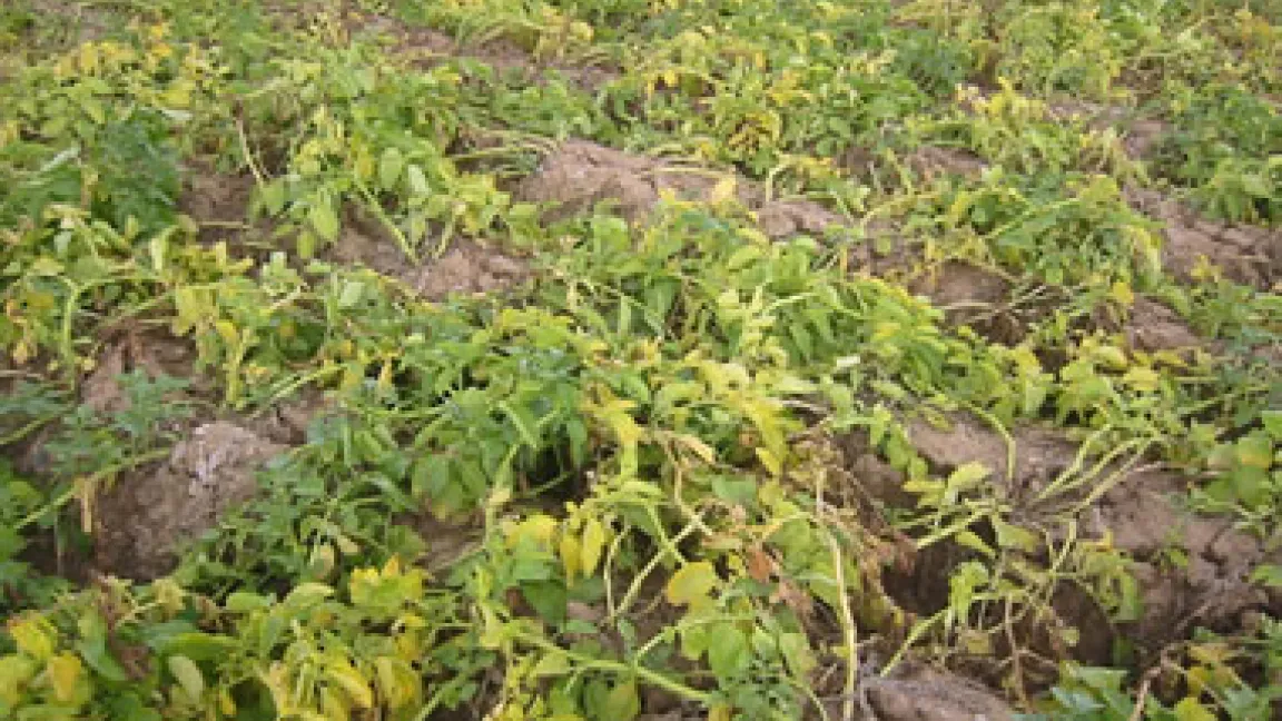 Ein Kartoffelbestand im Stadium der Abreife. In diesem Jahr war Anfang August.... im Rheinland auf verschiedenen Standorten der richtige Zeitpunkt für die Krautbehandlung.
	Quelle: M. Wiedenau
