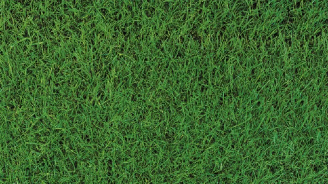 Ein Rasenteppich wie er im Buche steht ...Quelle: Compo