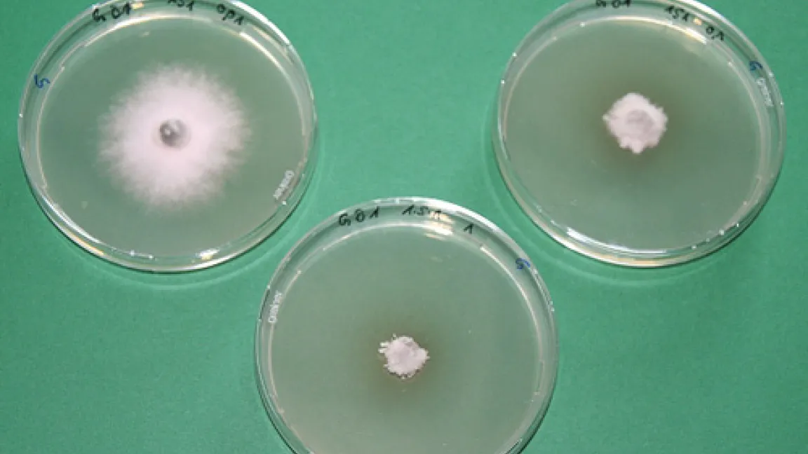 Ein resistenter DTR-Erreger (G143A-Mutante) wurde auf Platten mit verschiedenen Wirkstoffen in verschiedenen Konzentrationen ausgebracht. Ein Mix aus drei Wirkstoffen mit unterschiedlichen Wirkmechanismen wirkt gegen den resistenten Pilz.
	Quelle: Rodemann/BBA