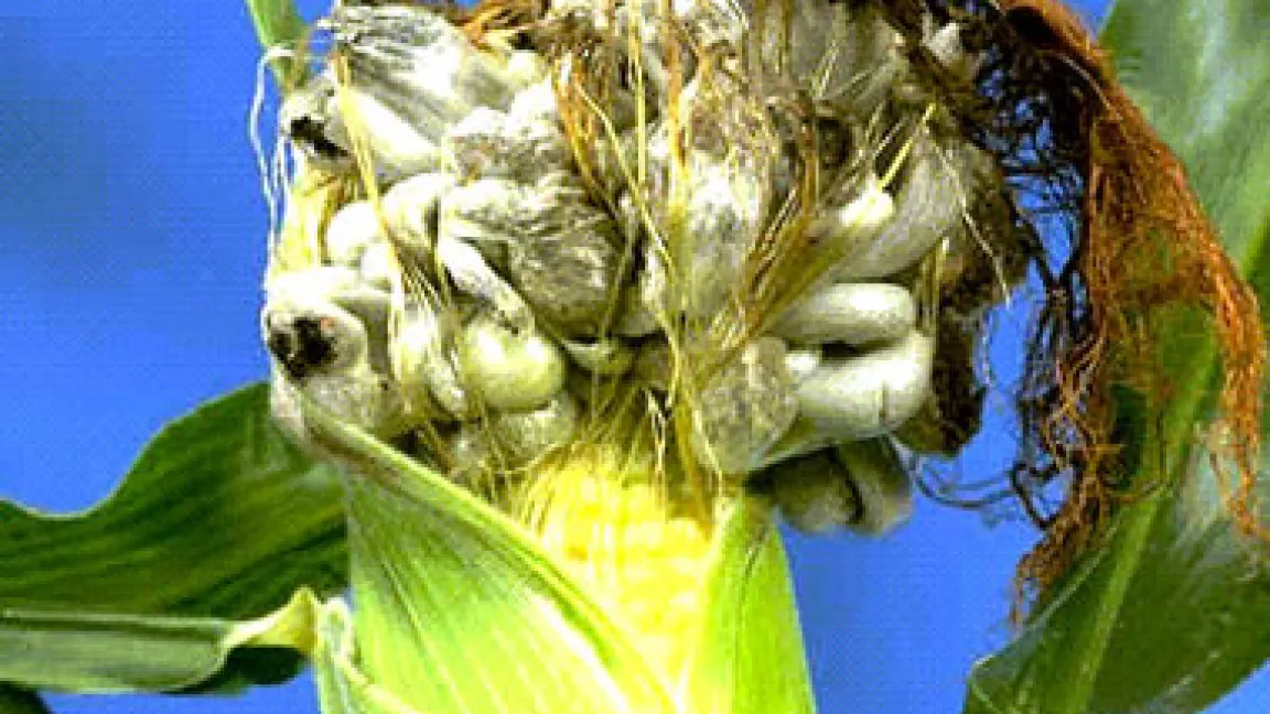 Ein von Brandbeulen umgewandelter Maiskolben.
	Quelle: AgroSlide