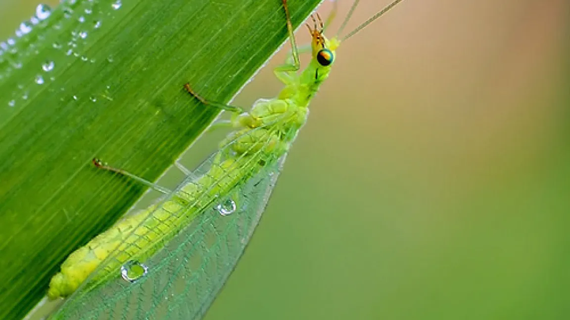 Eine ausgewachsene Florfliege mit filigranen, netzartigen Flügeln. Sie ernähren sich hauptsächlich von Honigtau, Nektar und Pollen.
Quelle: Pixelio