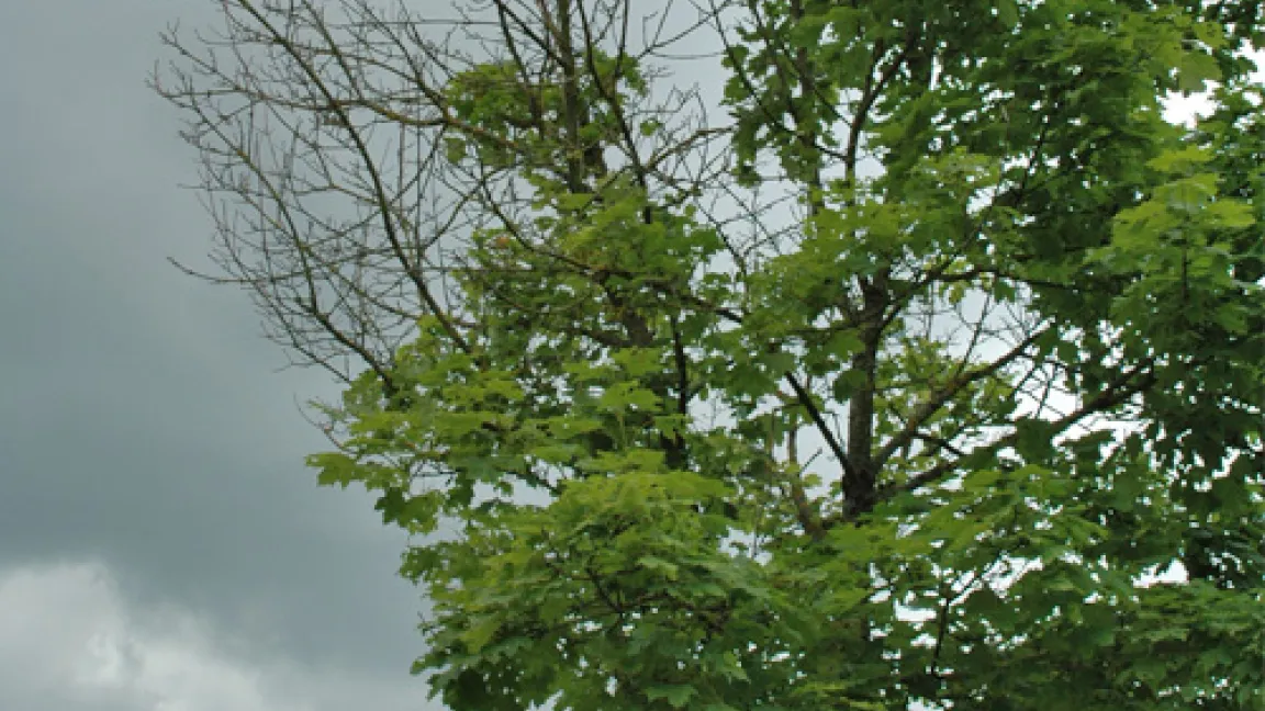 Eine einseitige Welke ist ein wichtiges Leitsymptom für die Verticillium-Welke an Gehölzen.
Quelle: Thomas Lohrer