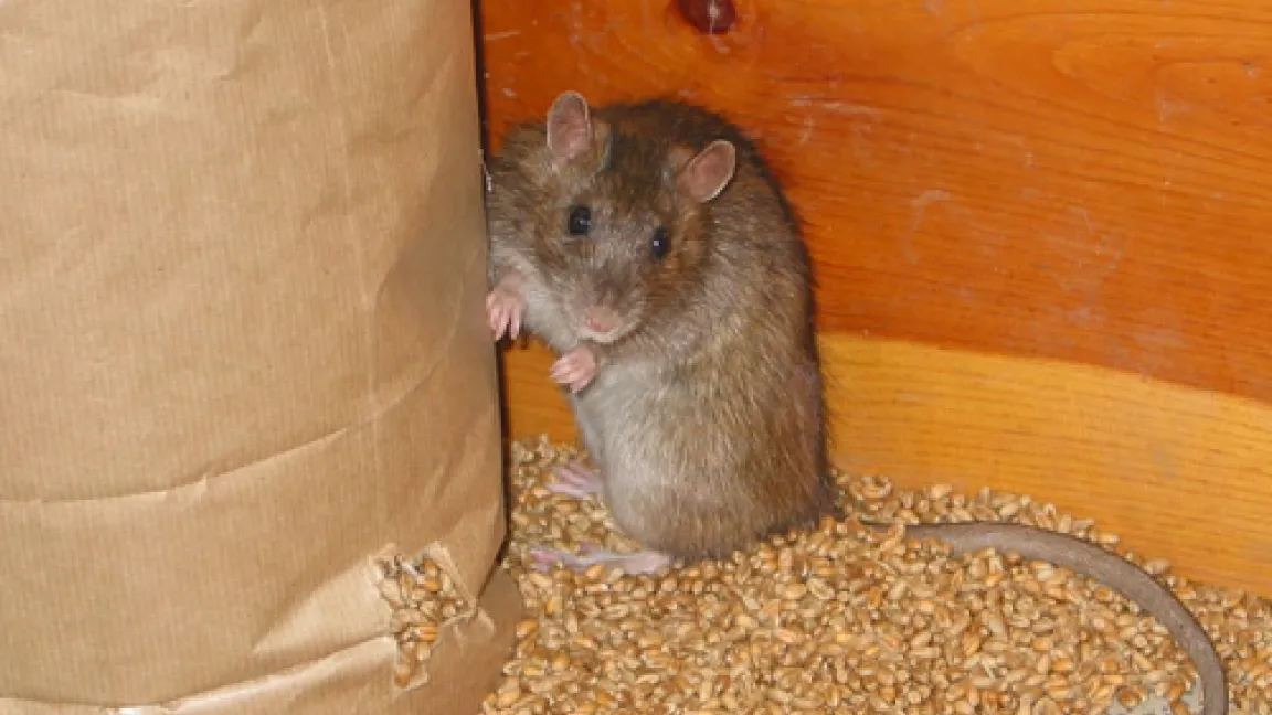 Eine Ratte.
Quelle: Dr. Pelz, BBA