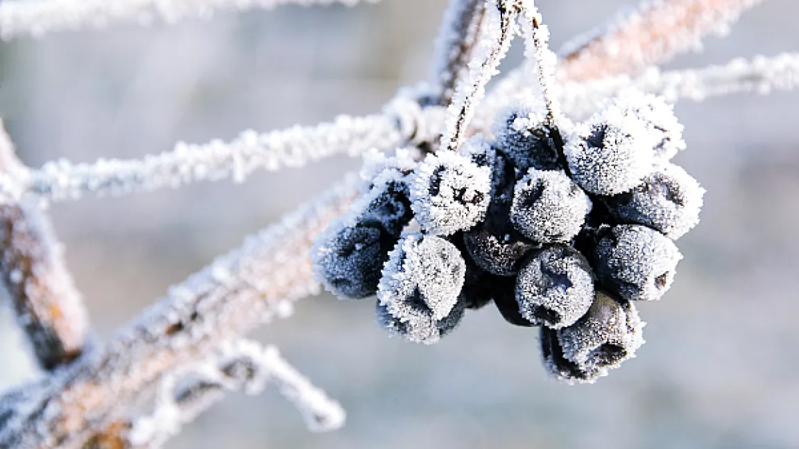 Zahlreiche Winzer hoffen auf eine gute Eisweinernte. Foto: Inge Weber/www.pfalzbilder.de