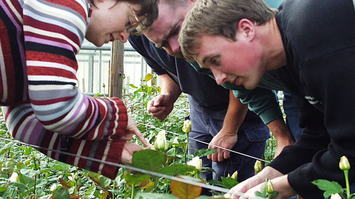 Elisabeth Götte mit Betriebsleitern auf der Suche nach dem Blütenthrips.
Quelle: Elisabeth Götte