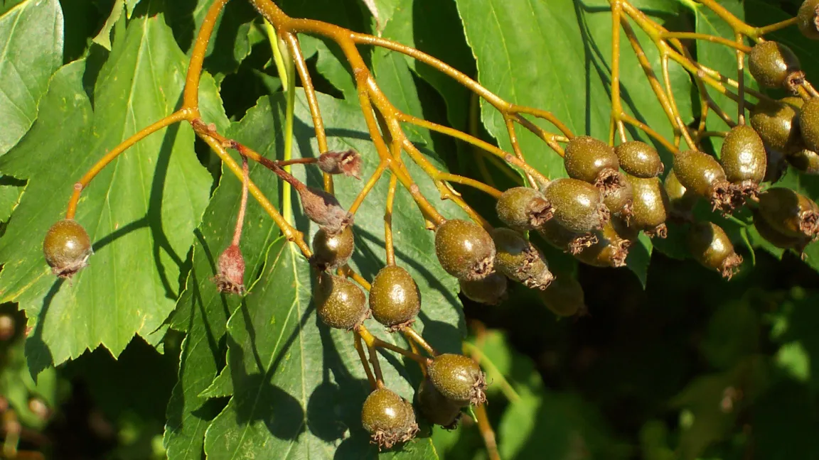 Früchte der Elsbeere. Foto: Rolf Schulte/wikipedia