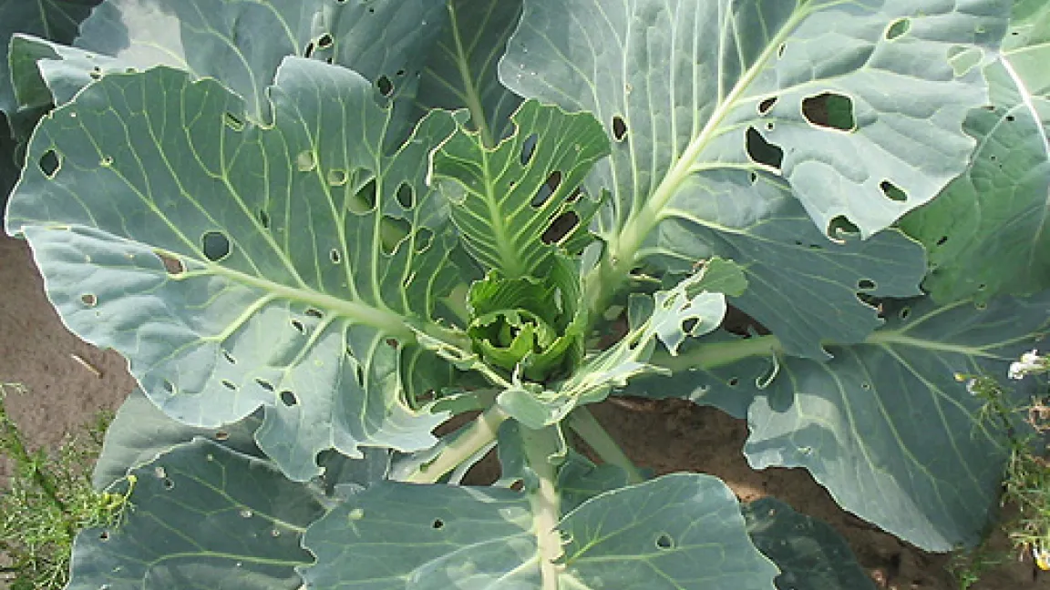 ... entstehen derartige Fraßschäden durch ihre Raupen.
Quelle: IVA