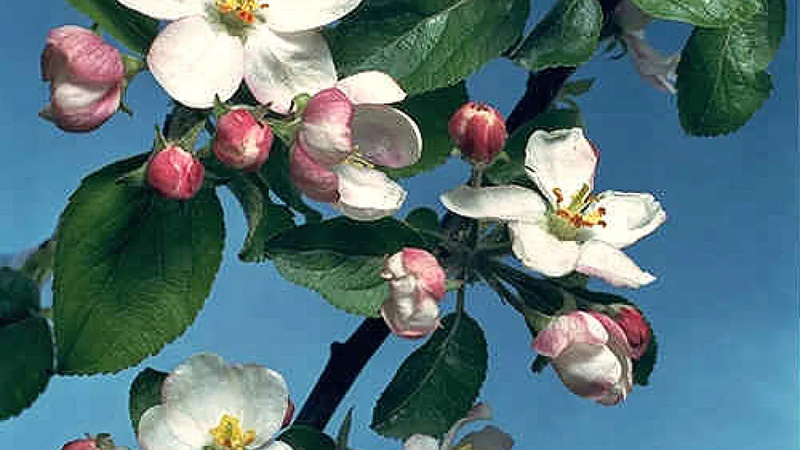 Entwicklung der Apfelblüte von Früh- bis Vollblüte.
Quelle: Agroslide