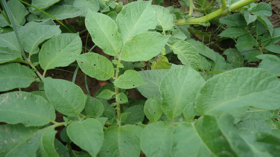Fraßschäden durch den Käfer an frischen Kartoffelbättern. Foto: Jean-François Germain, LNPV Montpellier, (EPPO)