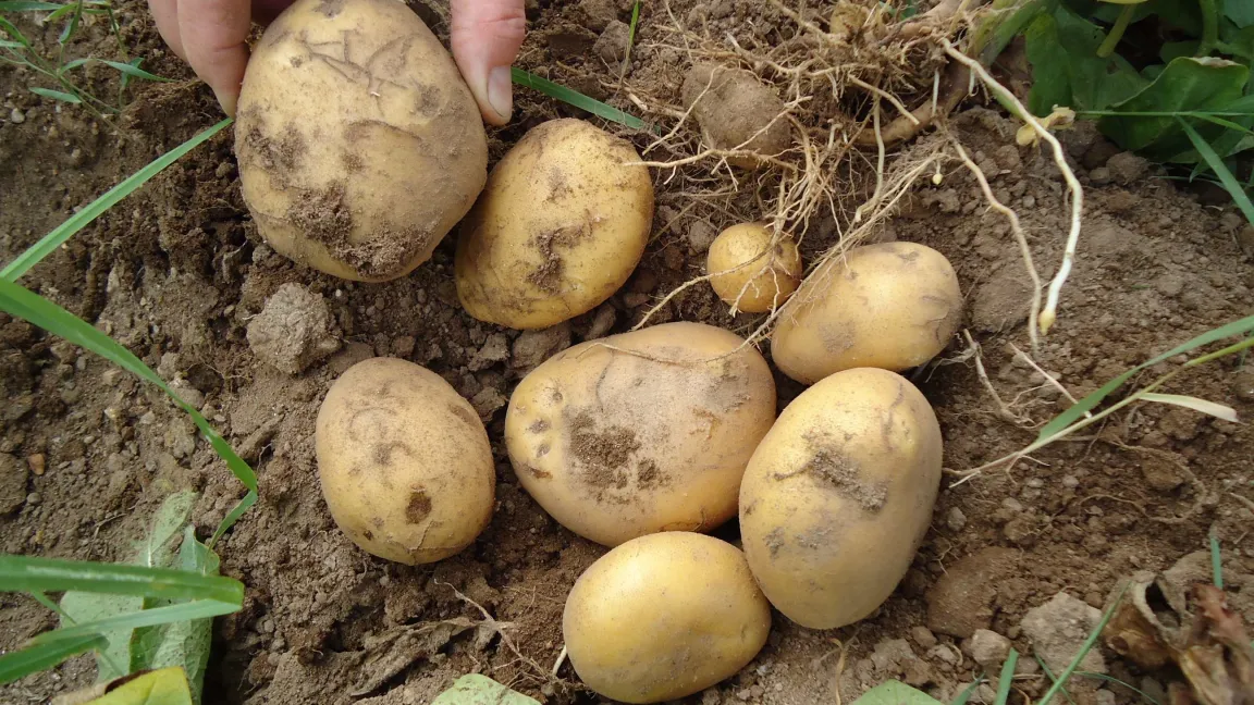 Schadsymptome an Kartoffelknollen. Foto: Jean-François Germain, LNPV Montpellier, (EPPO)
