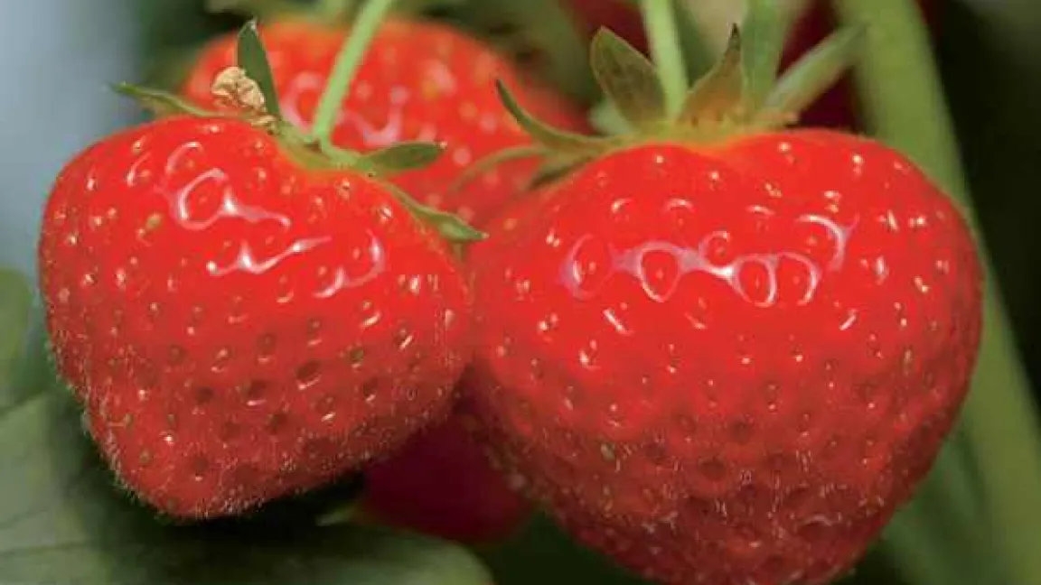 Reich an Vitamin C – die Erdbeere
Quelle: Bayer CropScience